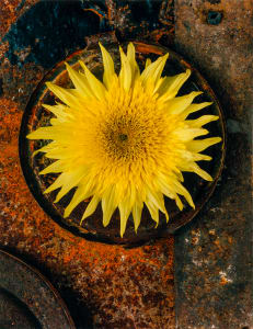Sunflower 5