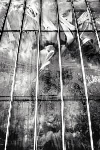 Between Worlds: Palmhouse Dance