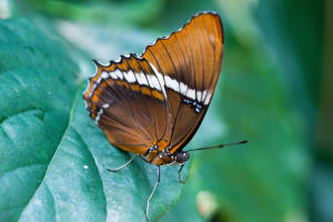 Brushfoot Butterfly