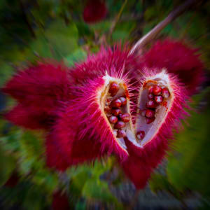 Lipstick Plant Seedpods