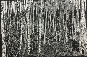Poplars
