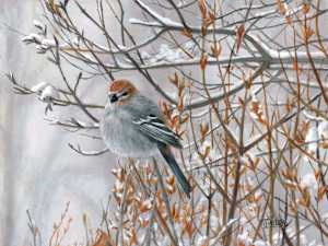 Pine Grosbeak