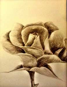 Blossoming Spring