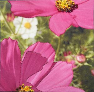 Cosmos