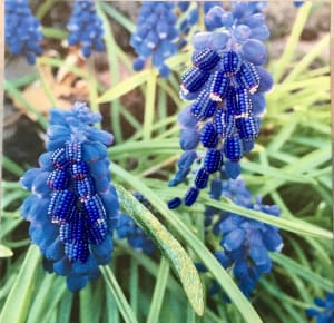 Grape Hyacinth