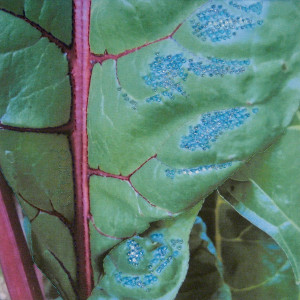 Blue Chard