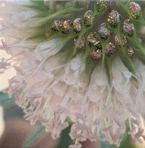 Teasel 2