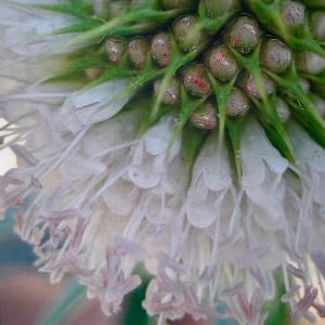 Teasel