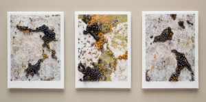 Triptych: Lichen