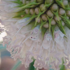 Teasel