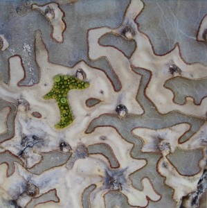 Cactus Leaf