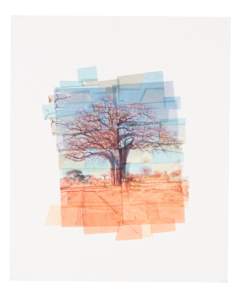 Africa Tree