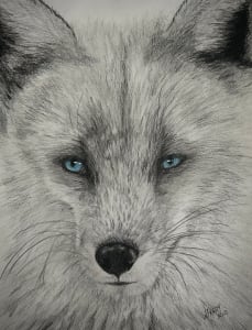 Arctic Fox
