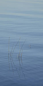 Morning Calm #1