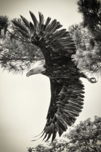 Eagle Flight