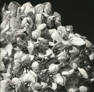 Blossoming Waterfall (Original)