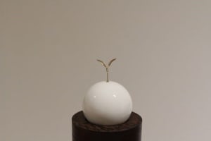共生苗-儲存(香檳金) Symbiotic Seedlings- The Carrier (Champagne)