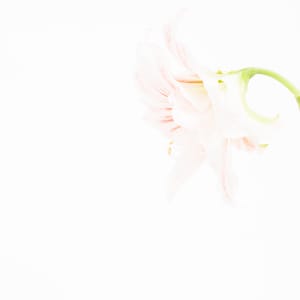孤挺花 (一) Amaryllis 1