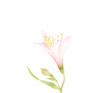 水仙百合 Alstoemeria
