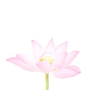 荷花 (一) Lotus 1