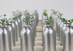 共生苗 Symbiotic Seedlings