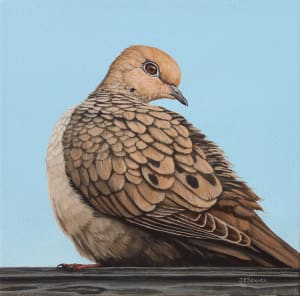 #290 Mourning Dove