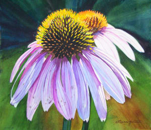 Cone Flower