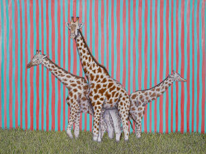 Giraffes