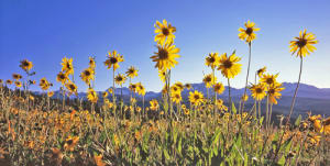 Gore Range Sunflowers