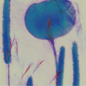 Botanical Illustration Untitled