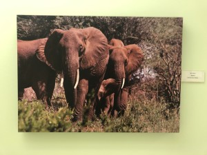 Elephants