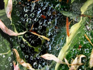 Indra's Net