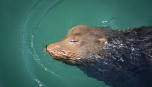 Basking Seal