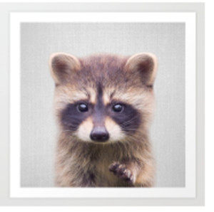 Racoon - Baby Animals
