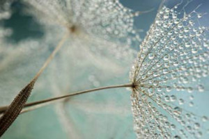 Dewey Dandelion