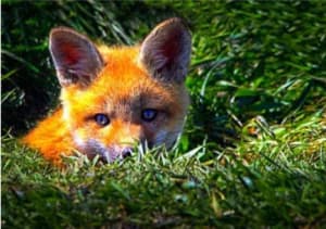 Little Red Fox
