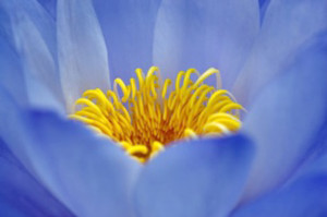 Nature Series 889