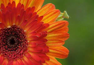 Green Praying Mantis Hiding Under Chrysanthemum