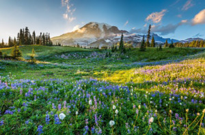 Wild Flowers in the Grass on a Background of Mountains