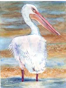 Tidal Pool Pelican
