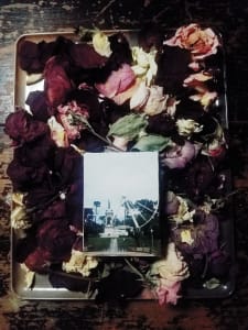 Ferris Rose