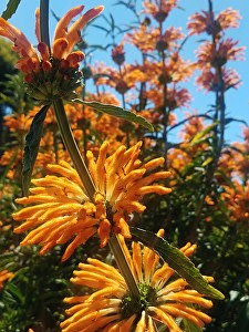 Golden Flower