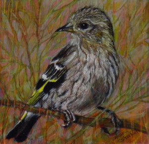 Shoulder Check Pine Siskin