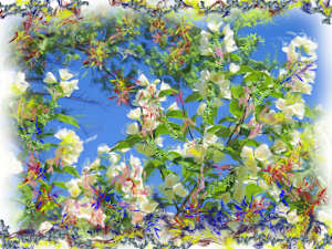 Spring Bloom