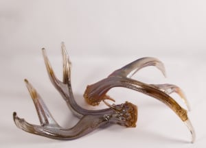 Antler Set Clear w/Metallic