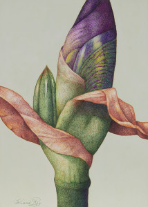 "Iris Bud #2"