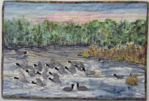 A Commotion of Coots