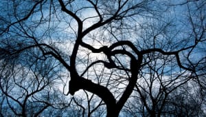 Enchanted Forest 7