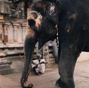 Elephant (Pondicherry, India)