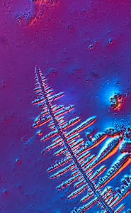Macro 013